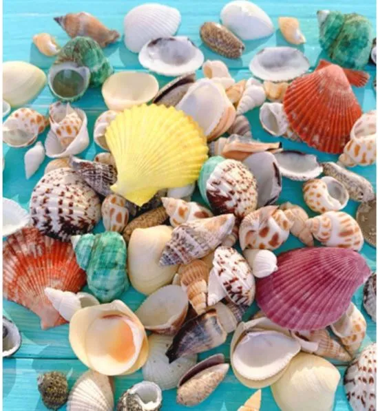 Necklaces RESIN ART HUB Natural Mixed Seashells for Resin Art