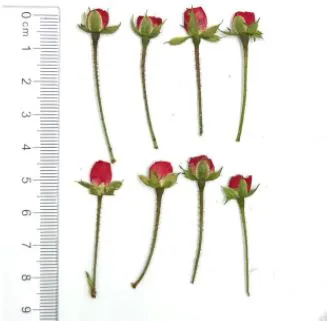 Resin Art Hub Natural Pressed Roses With Stem Necklaces