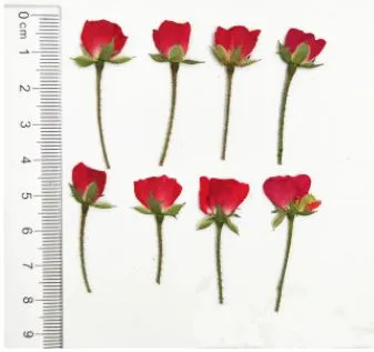 Resin Art Hub Natural Pressed Roses With Stem Necklaces