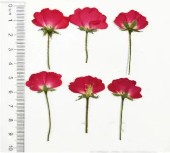 Resin Art Hub Natural Pressed Roses With Stem Necklaces